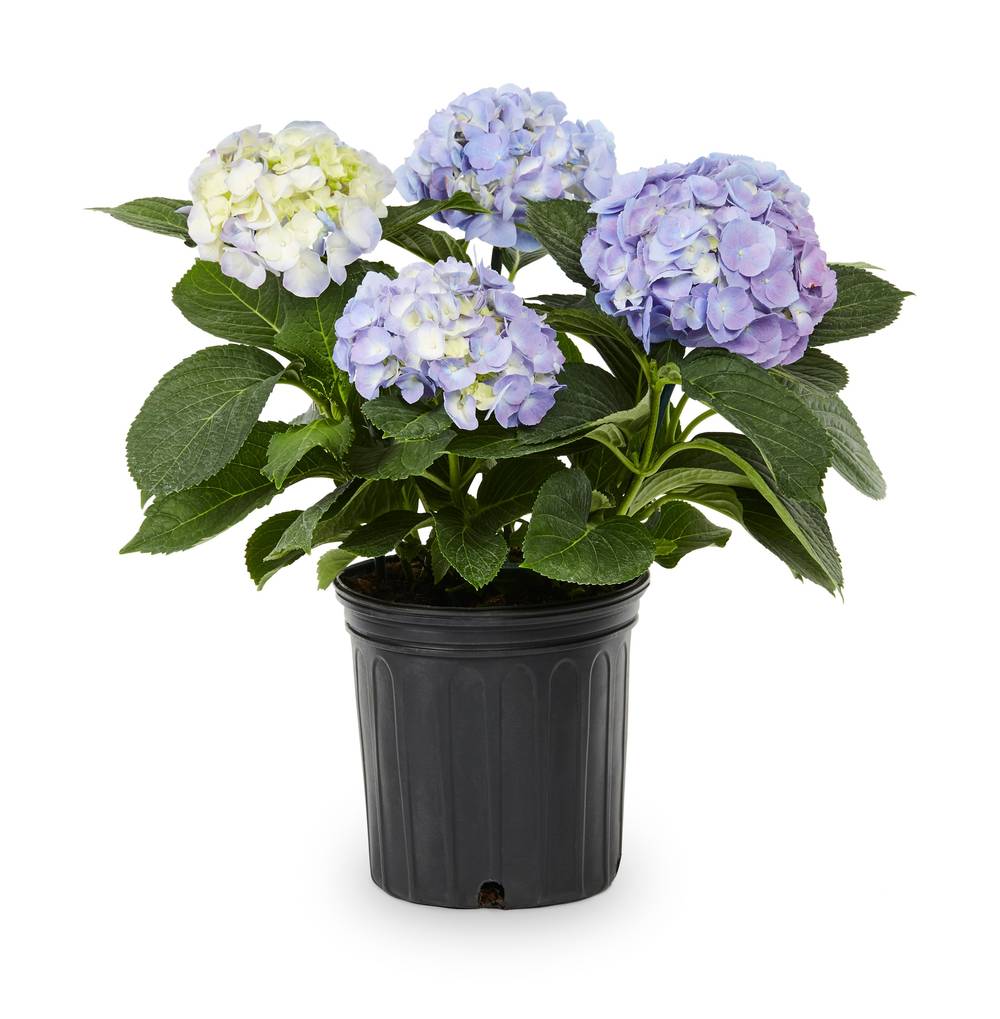 Lowe's Hydrangea Accent Shrub in 1.5 -Gallon Pot with Multicolor Blooms | 379521
