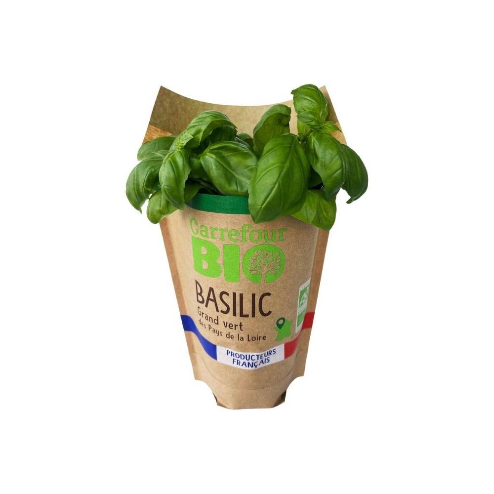 Carrefour Bio - Gros basilic vert