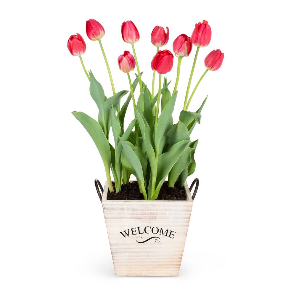 Lowe's Multicolor Tulip in 3-Quart Planter | NURSERY