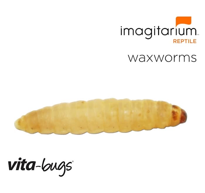 Imagitarium Vita-Bugs Waxworms (1 lbs, 50 ct)