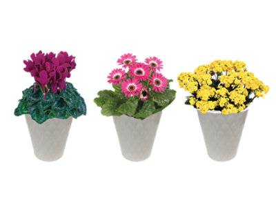 Assorted Blooming In Ceramic 4 Inch - Each