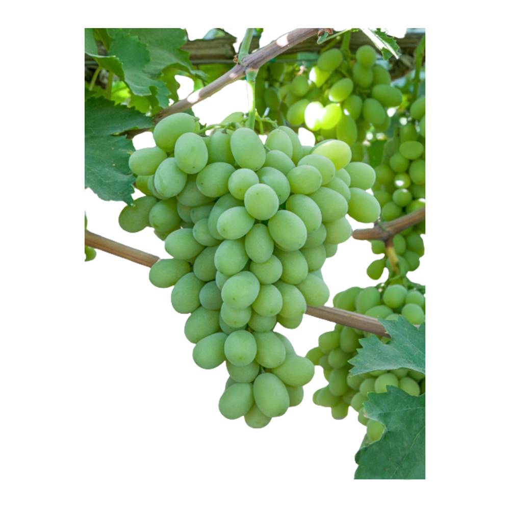 Grapes Green Seedless Organic