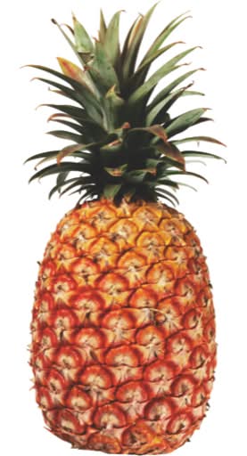 Pineapple Medium