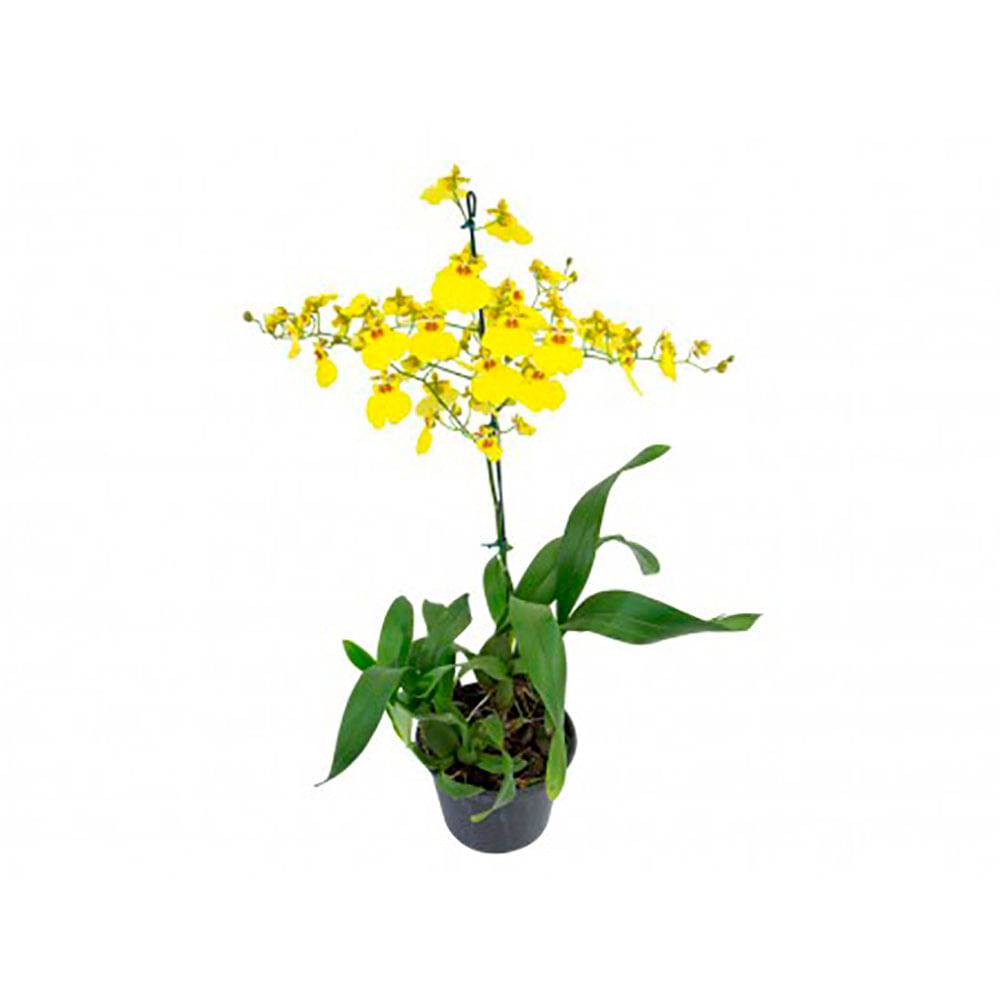 Flor orquídea oncidium (pote 15)