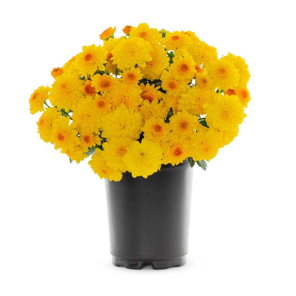 Lowe's Yellow Mum in 1-Quart Pot | NURSERY