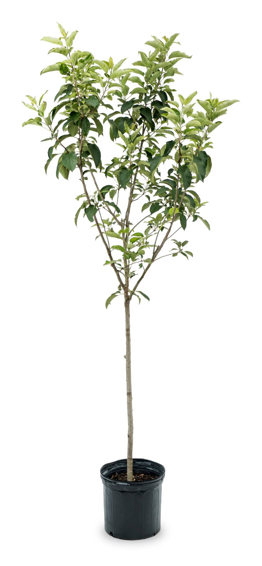3.58 -Gallon Red Delicious Apple Pot | 162323