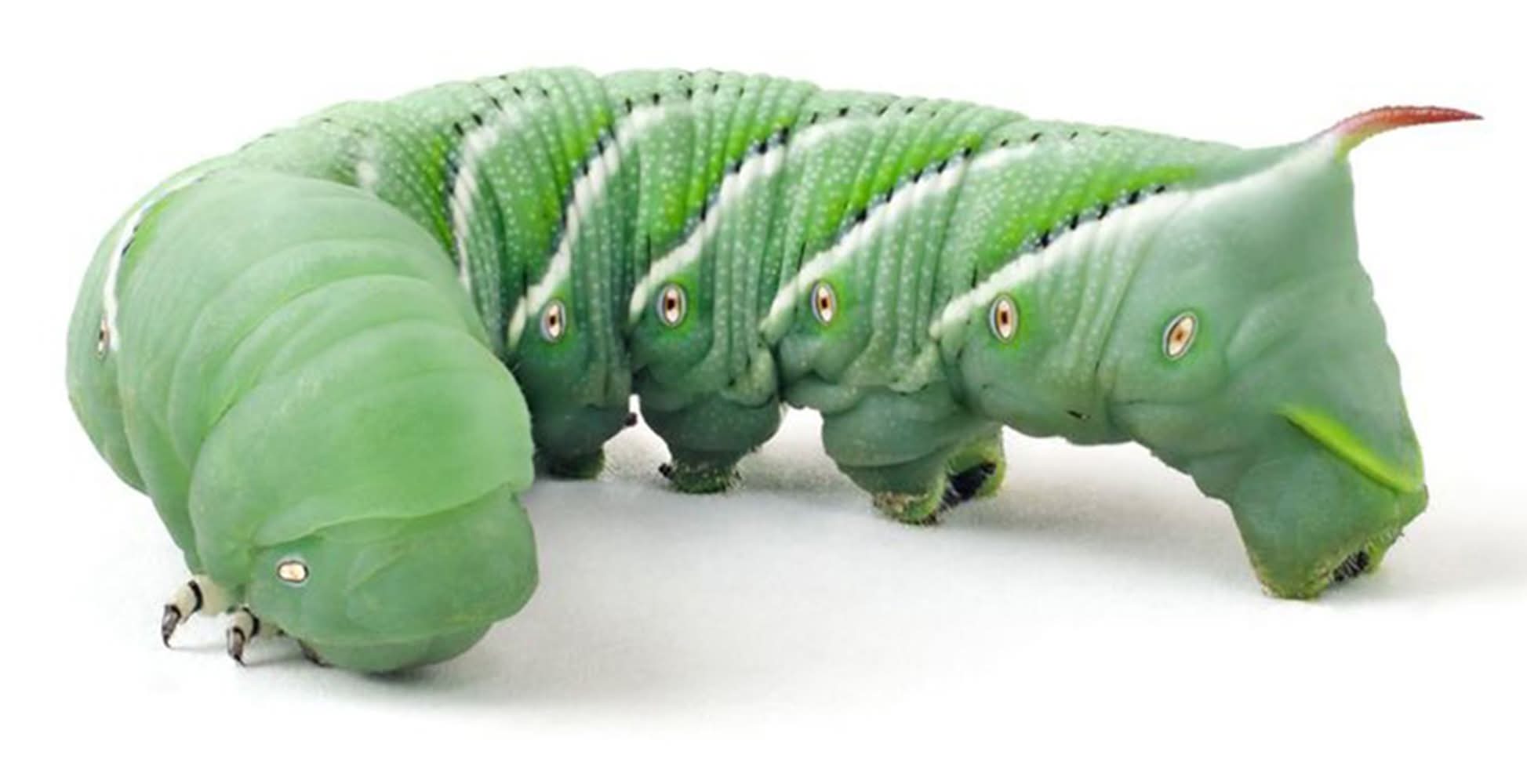 Hornworm 4 Ct (Size: 4 Count)