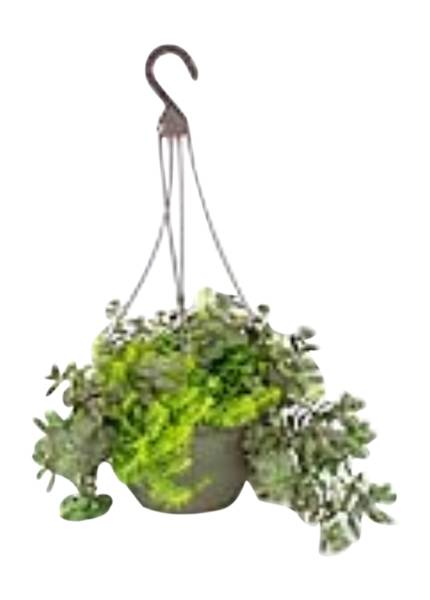 Succulent Hanging Basket 12in