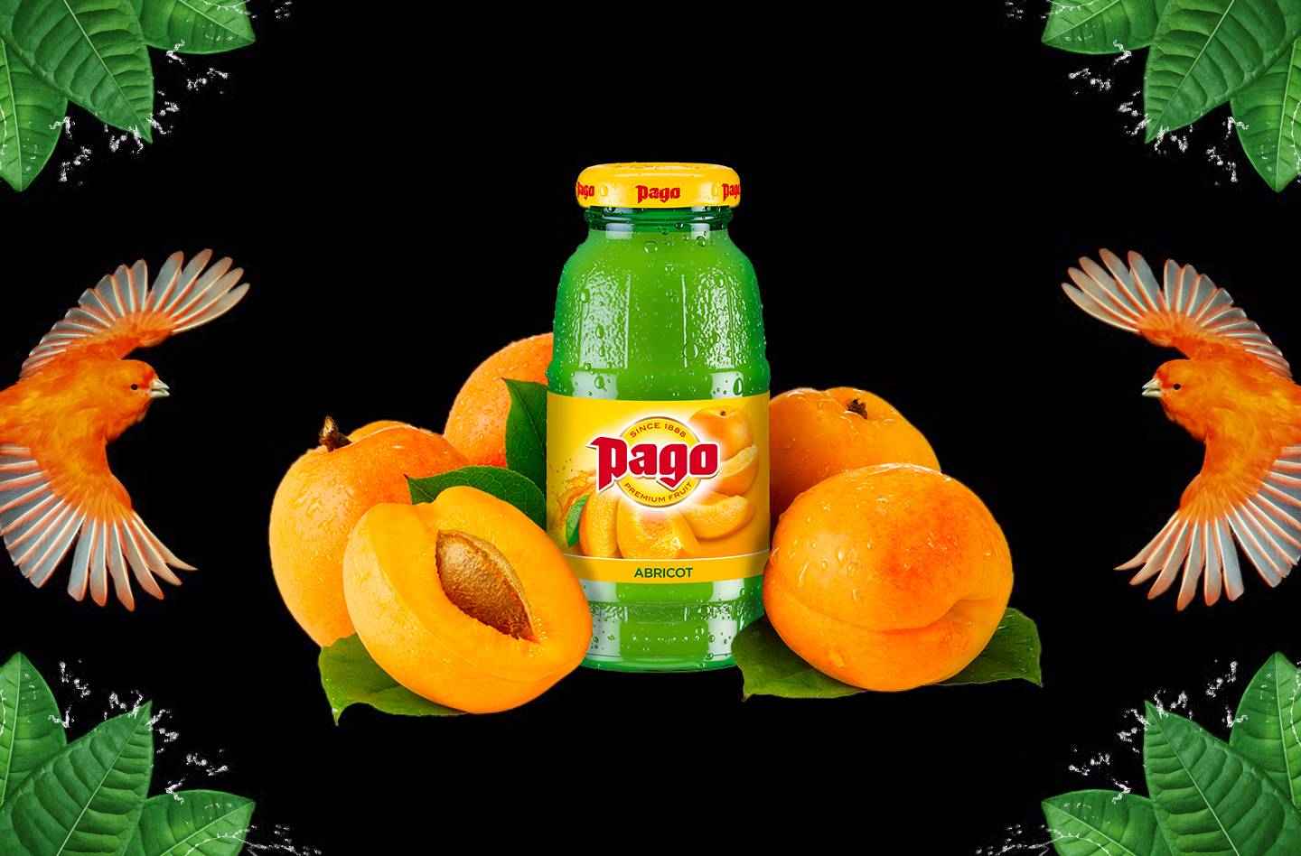 Pago abricot