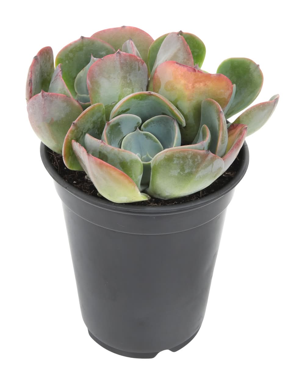 Lowe's Succulent House plant in 14 Ounce(s) Pot 1 -Pack