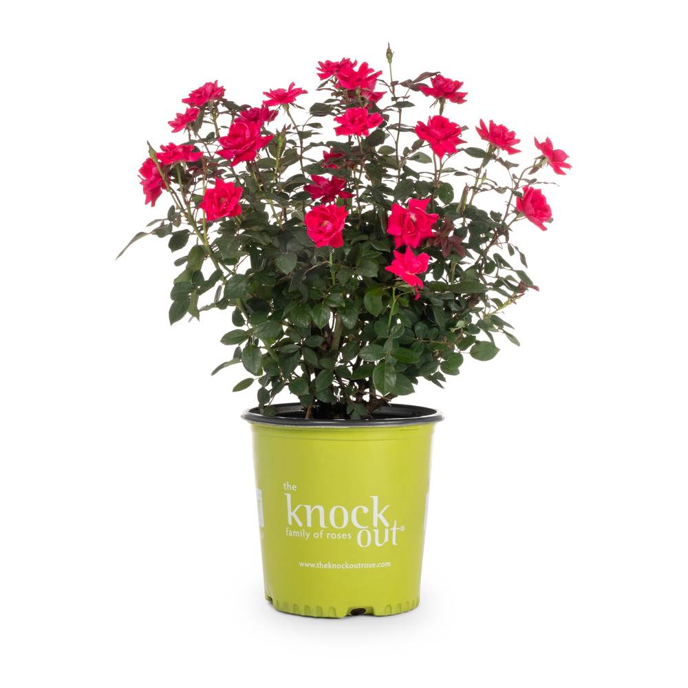 Lowe's Red Double Knock Out Rose 2-Gallon (s) in Pot | 2.0GKOROSERED