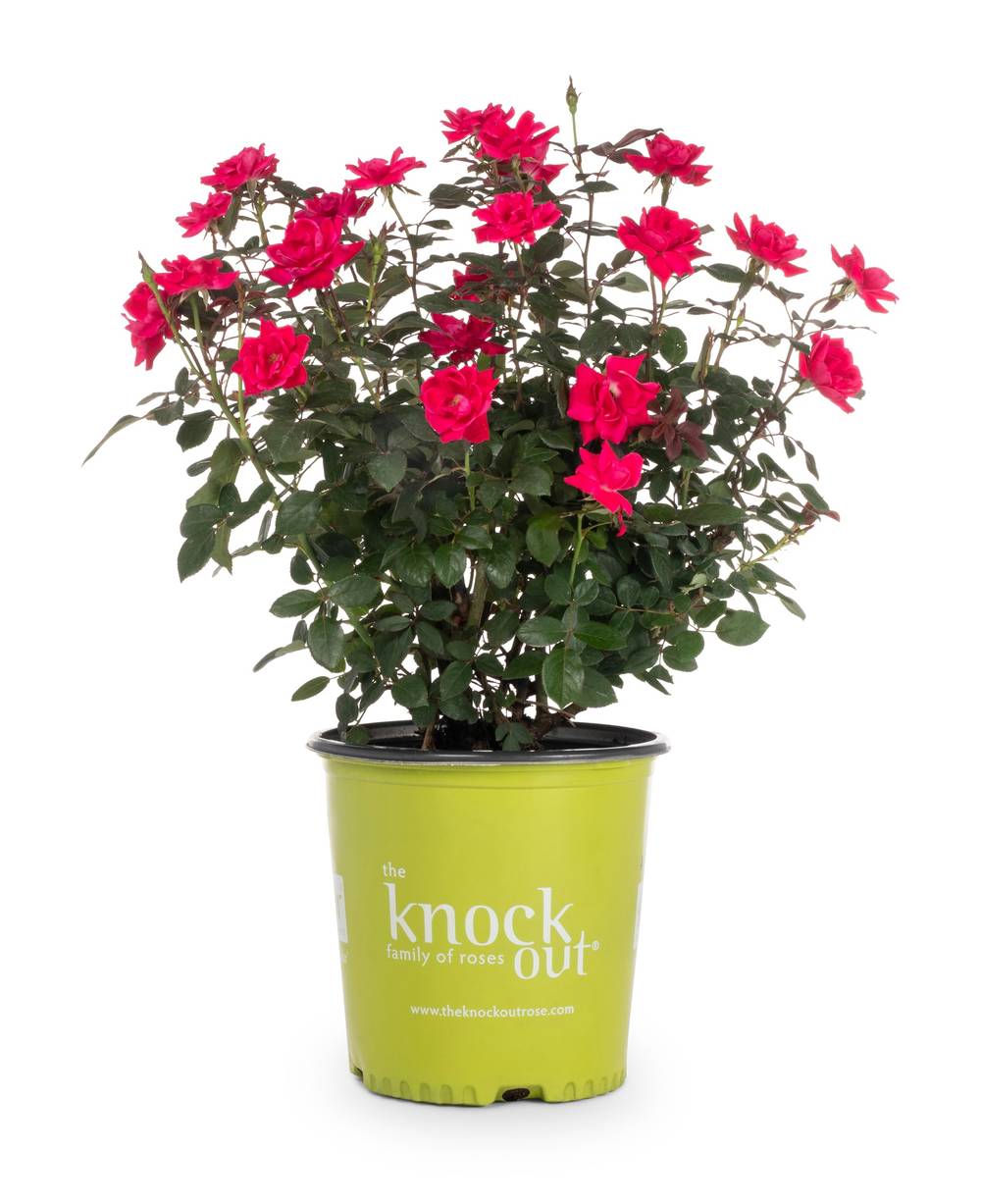 Lowe's Red Double Knock Out Rose 2.0 -Gallon 1.0 -Pack in Pot | 2.0GKOROSERED