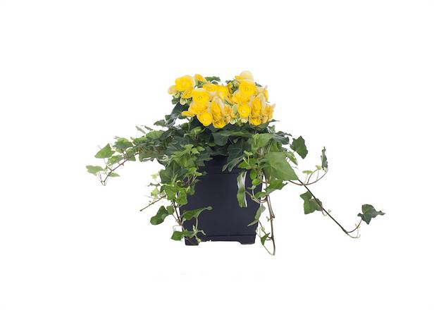 8" Begonia + Ivy Planter - Yellow