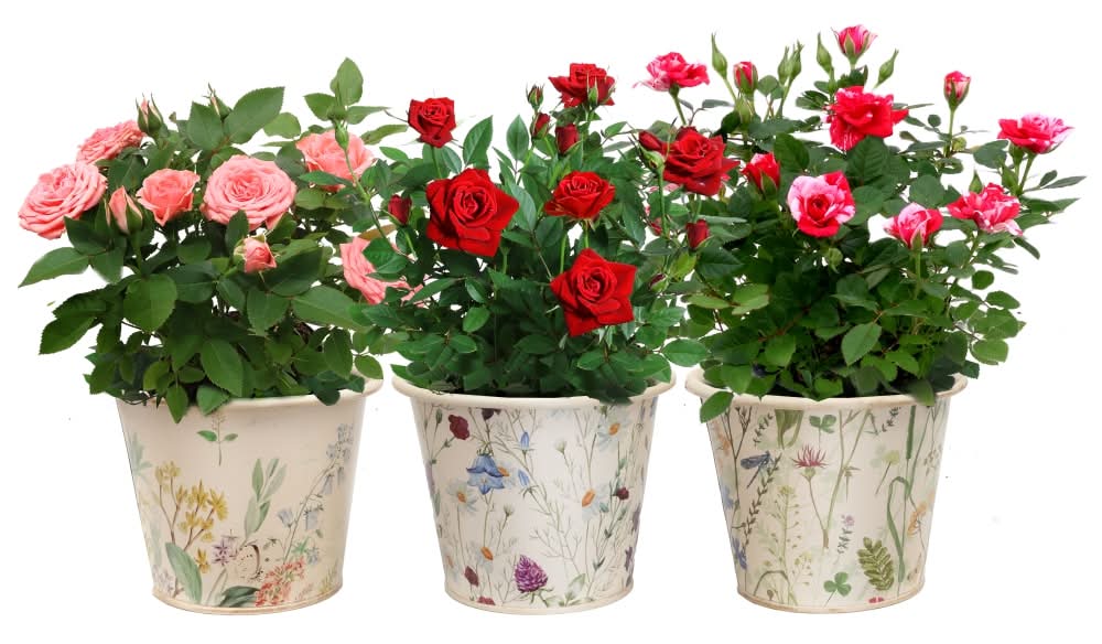 Rocket Farms Mini Rose in Botanical Tin