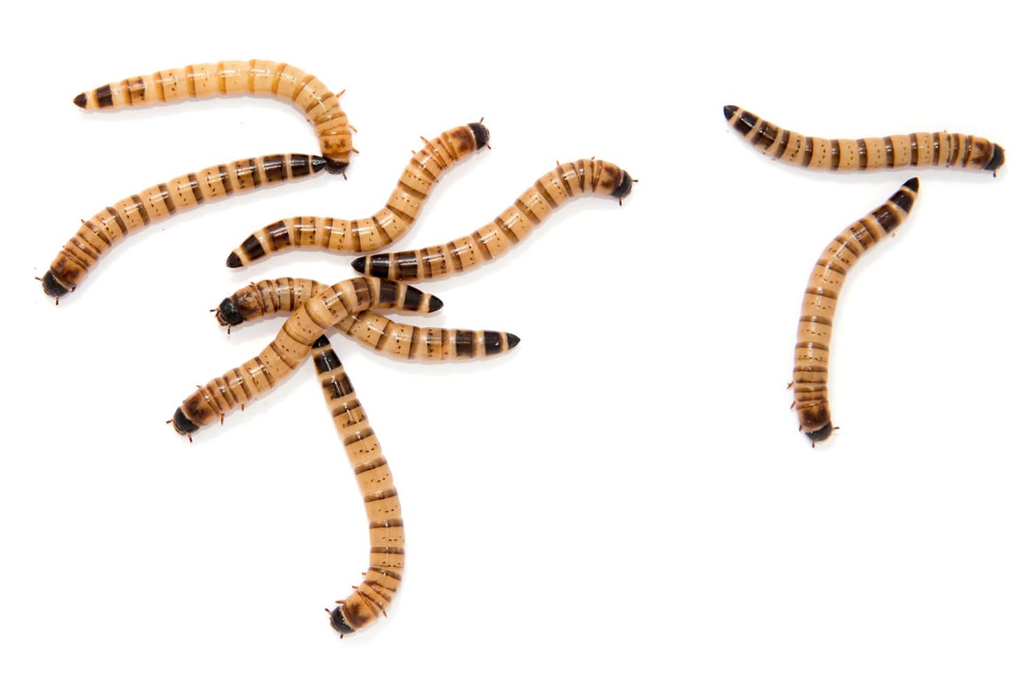 Live Superworms (Color: Assorted, Size: 25 Count)