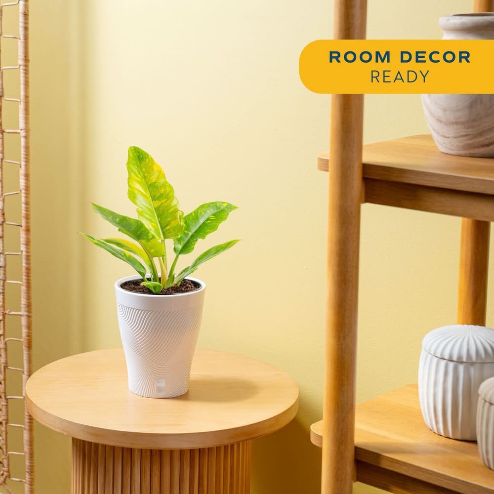 majesty palm plants Majesty Palm Plant for Indoors – Simply Trees main image 0