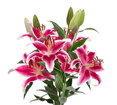Signature Select Oriental White Lily  - Each