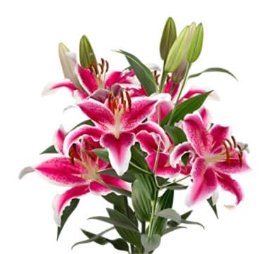 Overjoyed Boutique Oriental White Lily Guar - 3 Stem