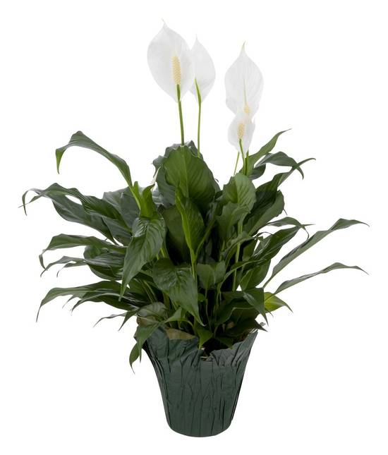 The Ftd 6" Spathiphyllum (1 ct)