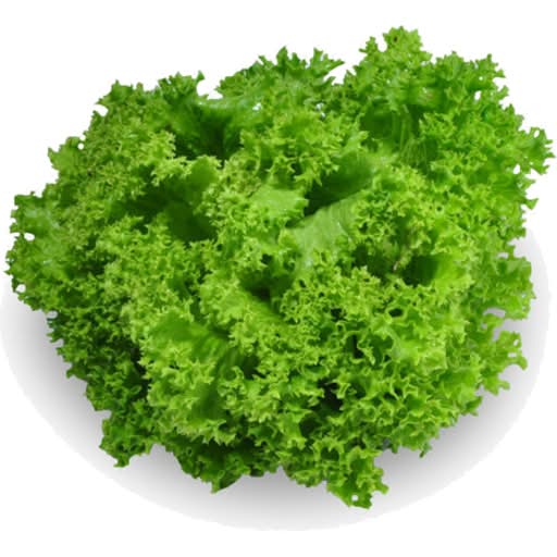 Lettuce Coral Green