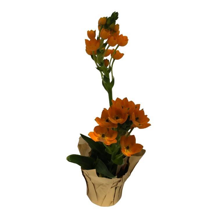 Potted Ornithogalum