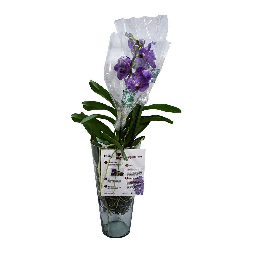 Chiltepec florero de cristal con orquídea vanda natural (2 piezas)