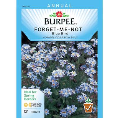 Forget-me-not Blue Bird - EA