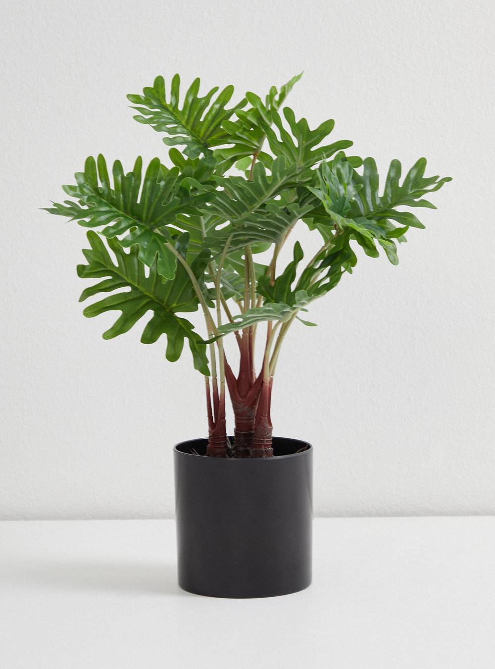 Outzen planta filodendro mac melan (40 cm)