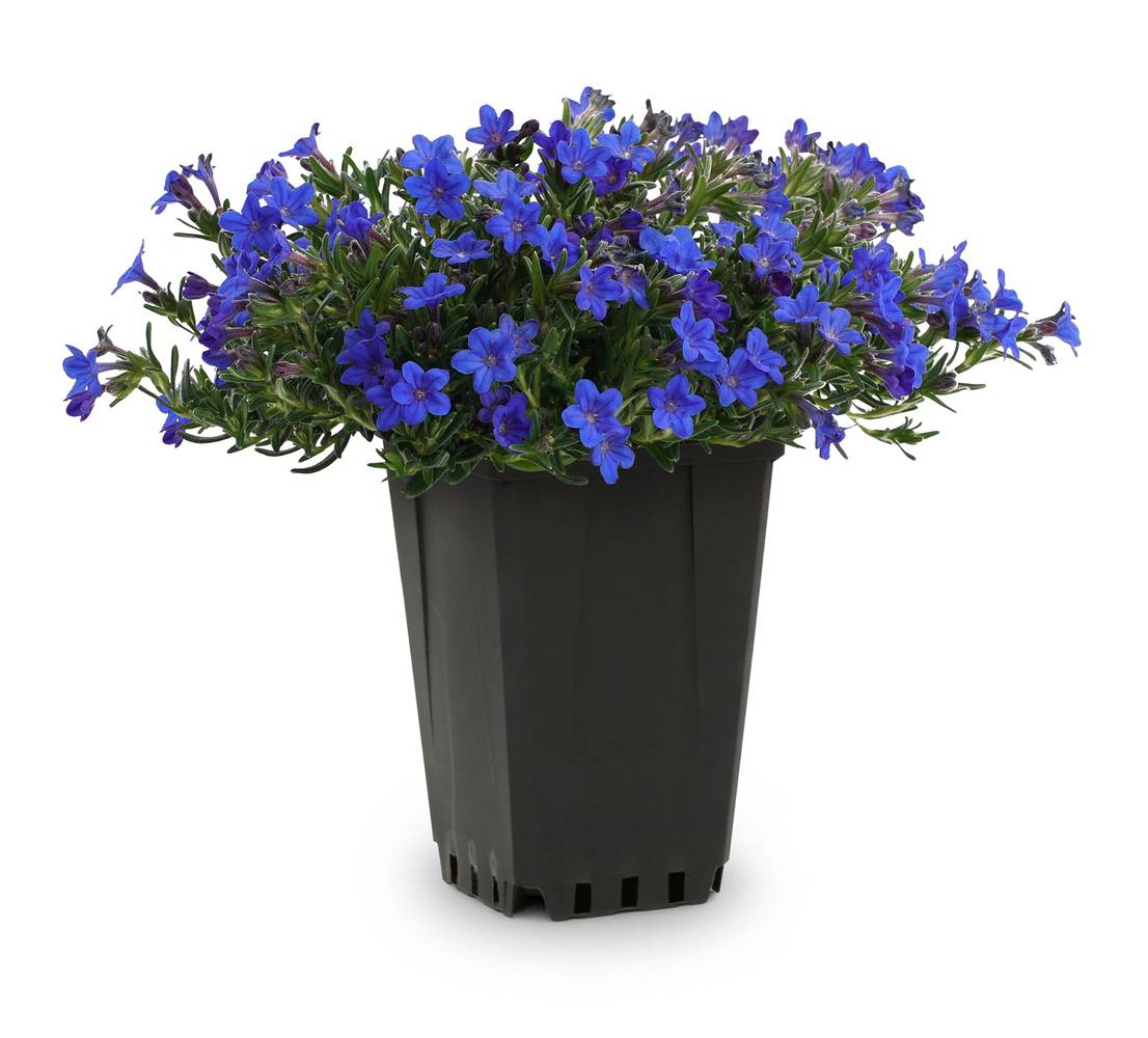 Lowe's Blue Lithodora Plant in 1 -Quart Pot 1.0 -Pack | 418018