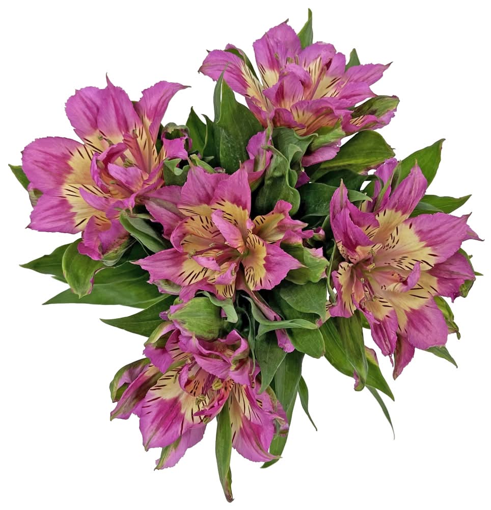 Astronova Floral Arrangement