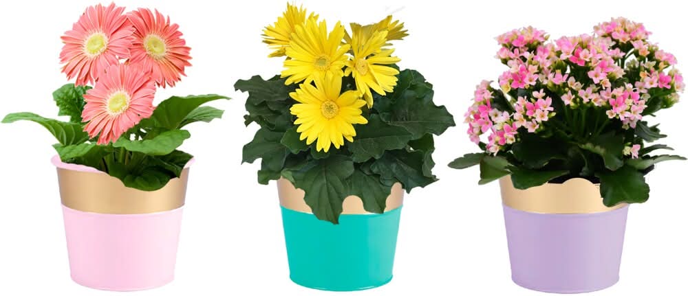 ANDY MAST GHSES Assorted Blooms in Tin Pot, 4.5 in (3 ct)