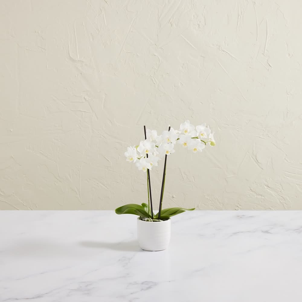 Haars Nursery Phalaenopsis Orchid, Small