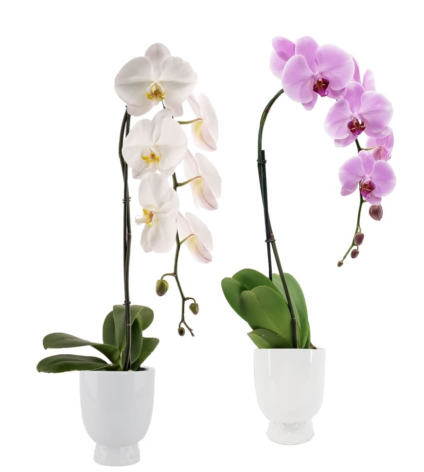 Swan & Flamingo Orchid, 5 in, Assorted