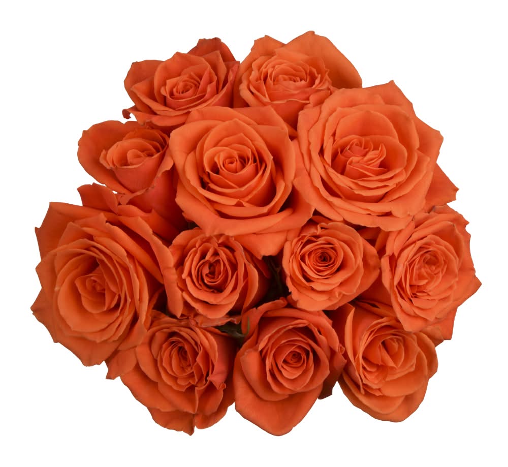 Bloom Haus™ Dozen Rose Bunch - Orange