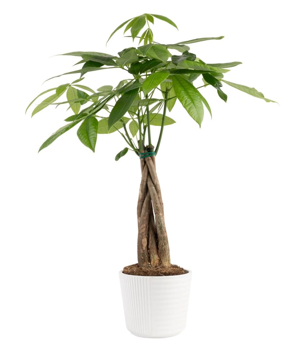 Costa Farms White Specialty Pachira Money Tree House plant in 1.25 Pint(s) Planter 1 -Pack