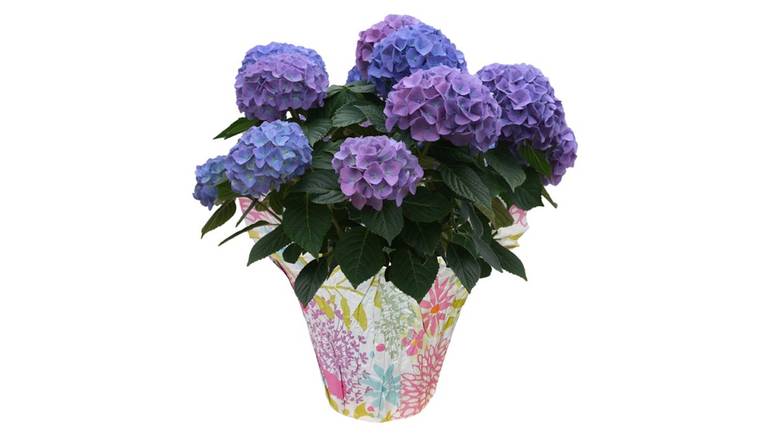 6.5" Potted Hydrangea - Blue