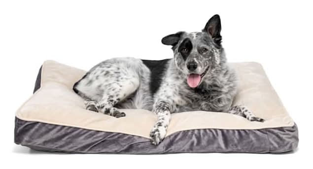 EveryYay Lounger Dog Bed, Gray, Large