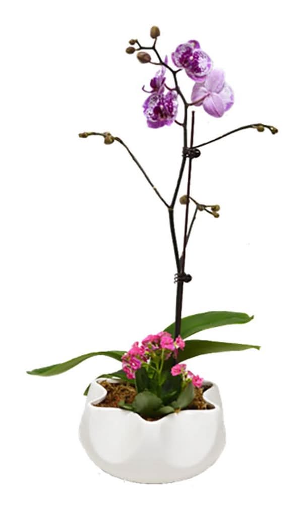 Better-Gro Mixed Phalaenopsis House plant in 1.4 Quart(s) Pot 1.0 -Pack
