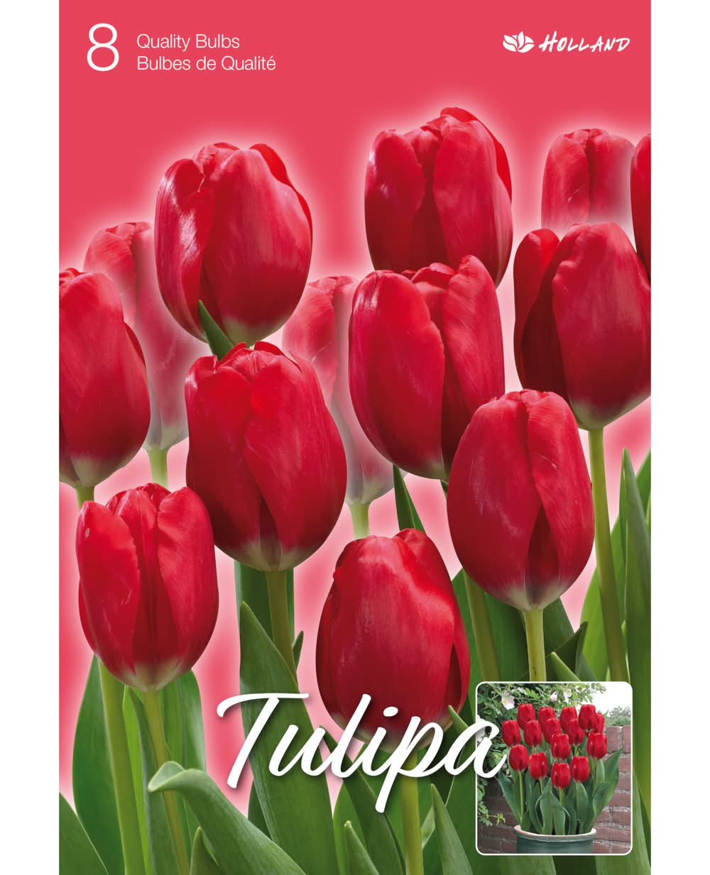 Tulip Bulbs (Medium Red)