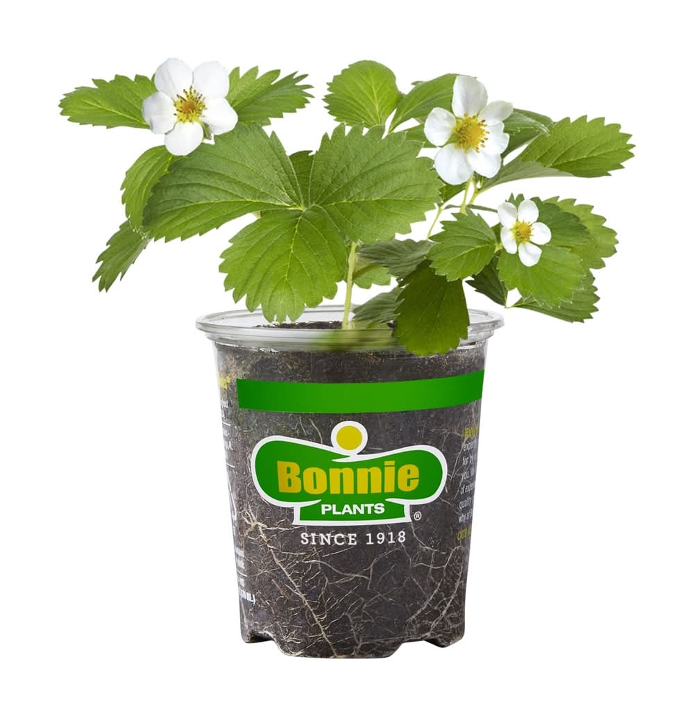 Bonnie Plants 1.0 -Pack Strawberry Plant in Pot | 205842