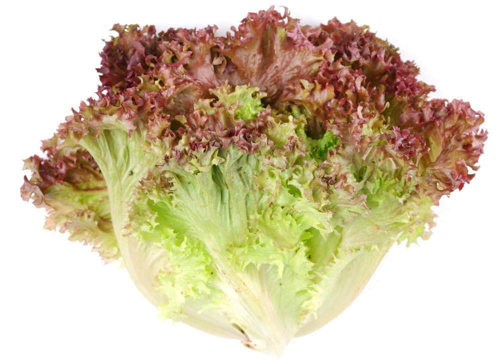 Red Leaf Lettuce