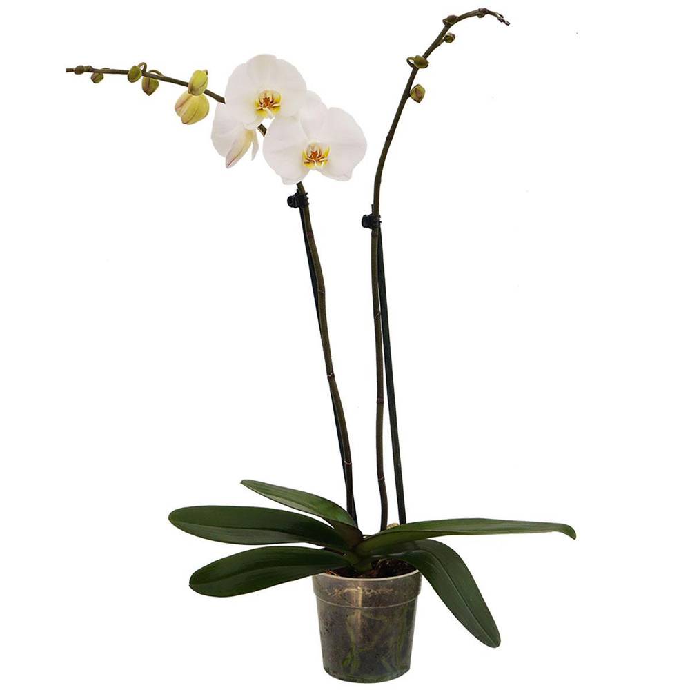 The Home Depot · Orquídea natural con maceta de plástico