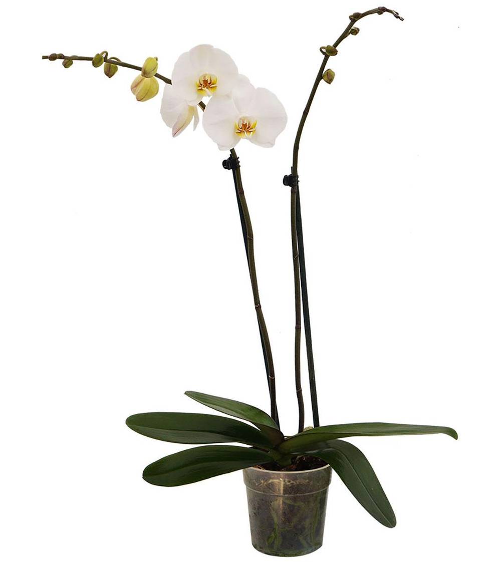The Home Depot · Orquídea natural con maceta de plástico (347 g)