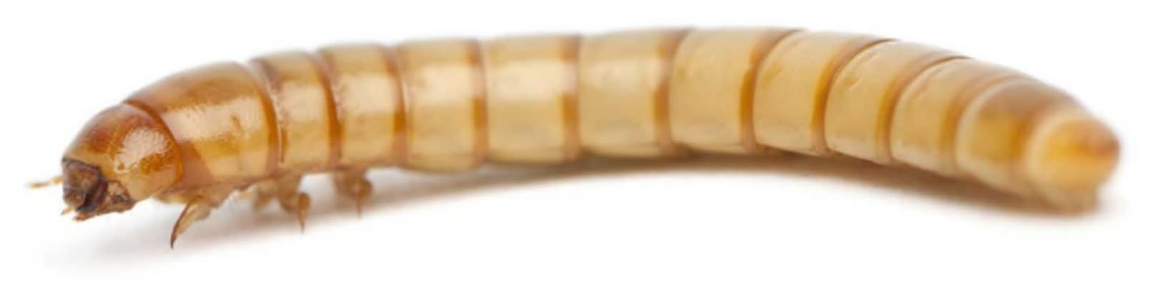 Reptile Food - Mini Mealworms - 50 Count