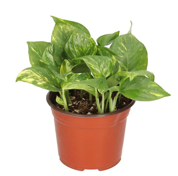 Planta Julieta 6 1 Pz