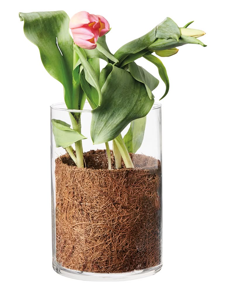 Tulips in Glass Vase