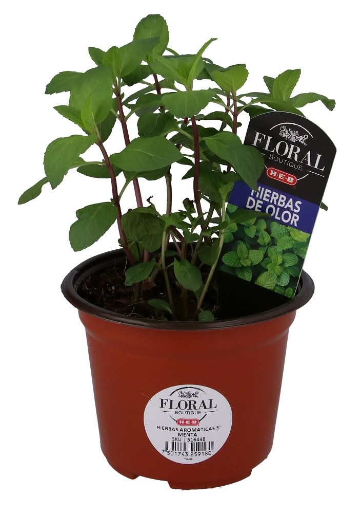 Floral Boutique · Hierbas aromáticas menta (650 g)