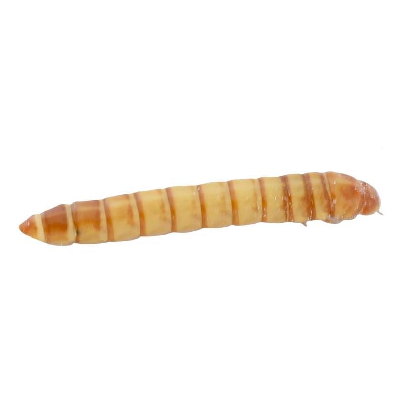 The Bug Company Prepackaged Giant Mealworm (50 ct)