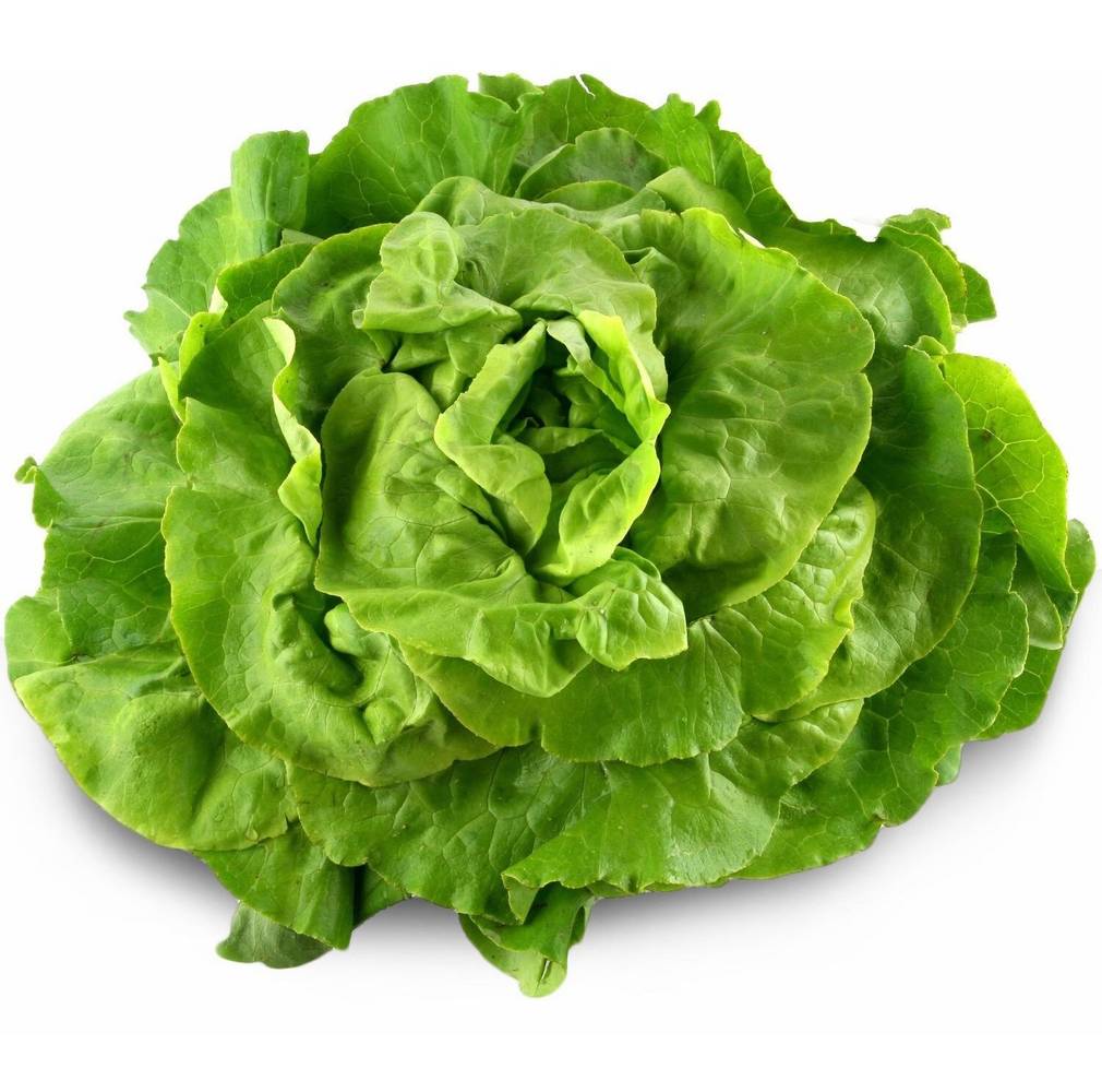 Salade laitue verte