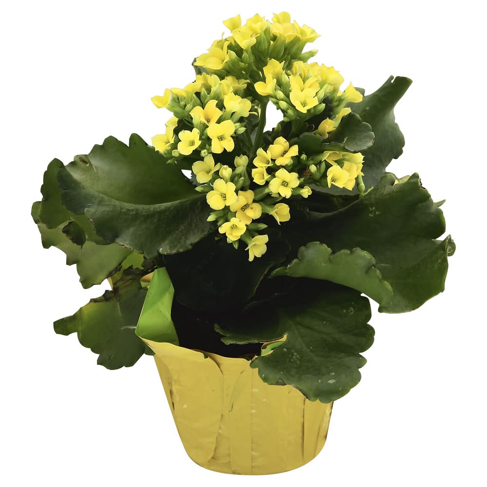 Westbrooks Kalanchoe Potted Plant, 4 in